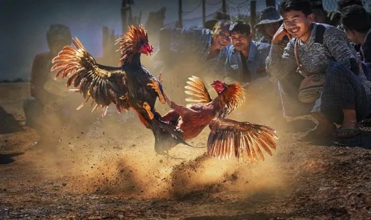 Khám Phá Cách Chơi Đá Gà GA28 Tại Moto88 Cho Người Mới 1 Đá Gà GA28 Tại Moto88